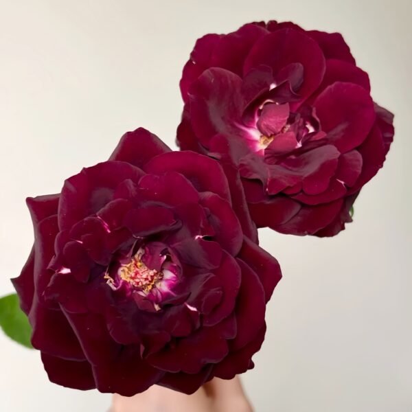 Louis XIV Rose
