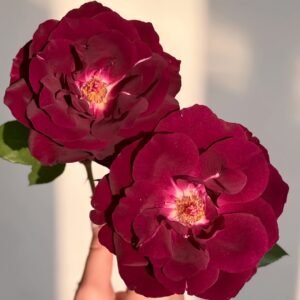 Louis XIV Rose