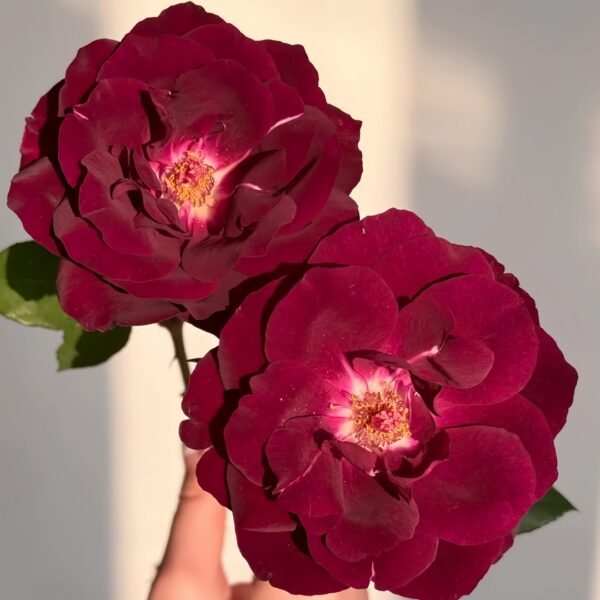 Louis XIV Rose