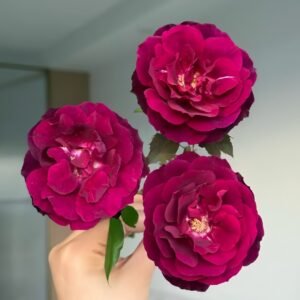 Louis XIV Rose