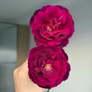 Louis XIV Rose