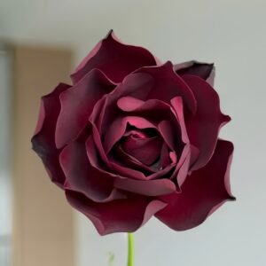 Louis XIV Rose