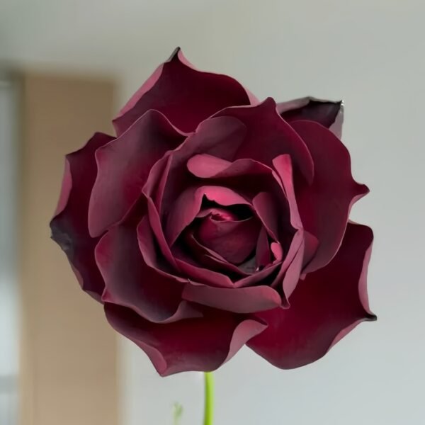 Louis XIV Rose
