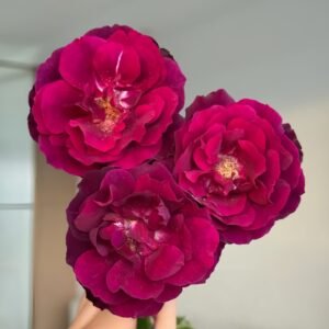 Louis XIV Rose