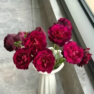 Louis XIV Rose