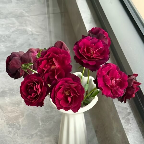 Louis XIV Rose