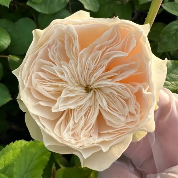 Lovely Harper Rose
