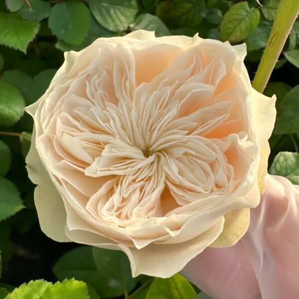 Lovely Harper Rose
