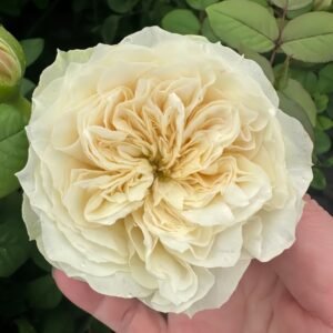Lovely Harper Rose