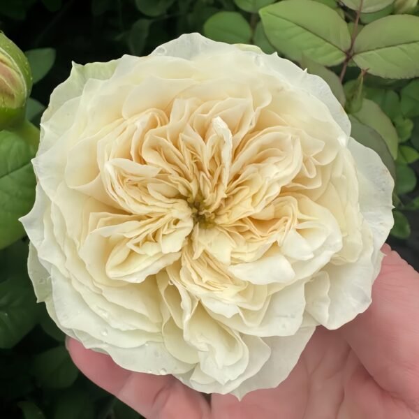 Lovely Harper Rose