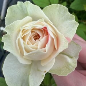Lovely Harper Rose