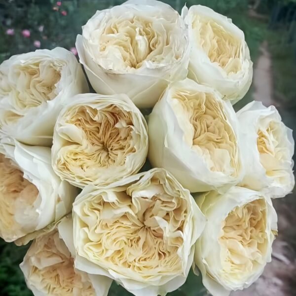 Lovely Harper Rose