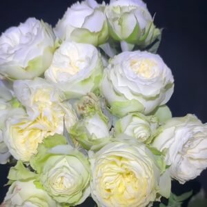 Lovely Harper Rose Plant | 可爱的哈珀 - 图片 7