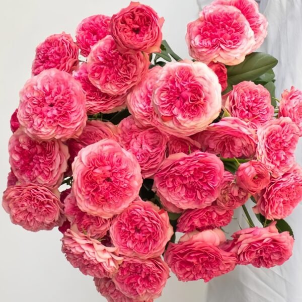 Lovely Raspberry Rose