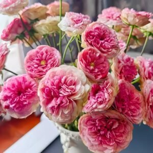 Lovely Raspberry Rose