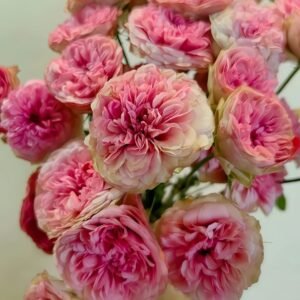 Lovely Raspberry Rose