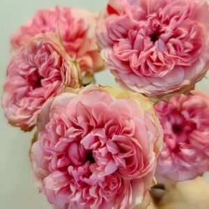 Lovely Raspberry Rose Plant|可爱覆盆子/可爱树莓 - 图片 4