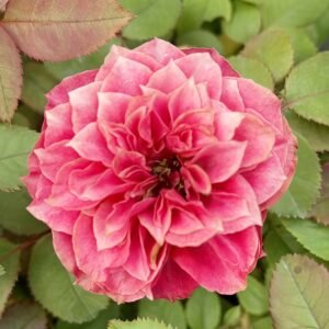 Magic Vuvuzela Rose Plant｜魔法珊瑚心 - 图片 6