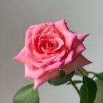 Mayra's Rose Fantasy Rose