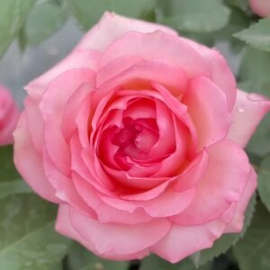 Mayra's Rose Fantasy Rose