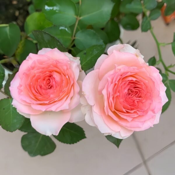 Mayra's Rose Fantasy Rose