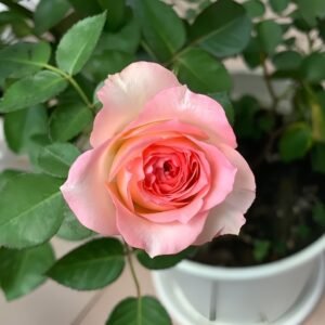 Mayra's Rose Fantasy Rose