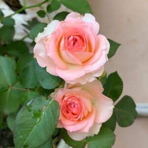 Mayra's Rose Fantasy Rose