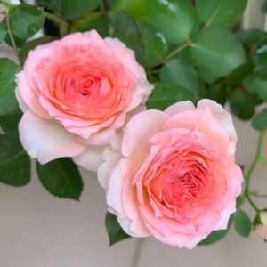 Mayra's Rose Fantasy Rose