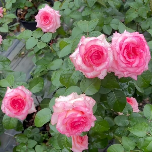 Mayra's Rose Fantasy Rose