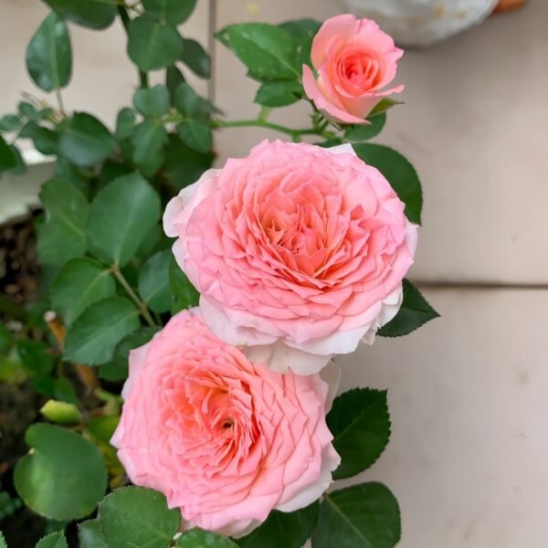 Mayra's Rose Fantasy Rose