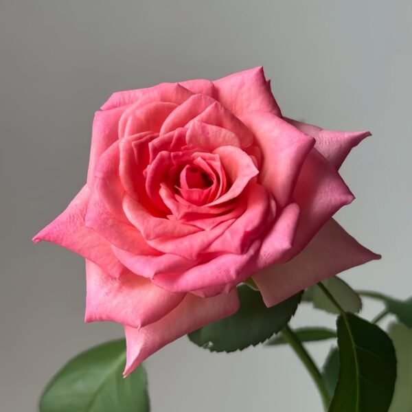 Mayra's Rose Fantasy Rose