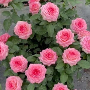 Mayra's Rose Fantasy Rose