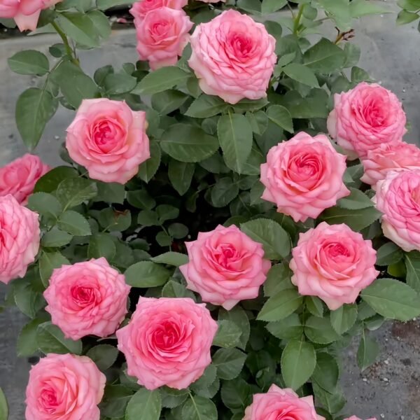 Mayra's Rose Fantasy Rose