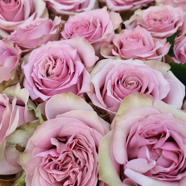 Melody Beattie Rose