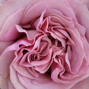 Melody Beattie Rose