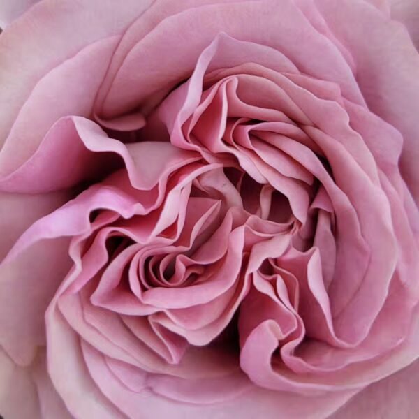 Melody Beattie Rose