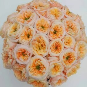 Melon X-Pression Rose