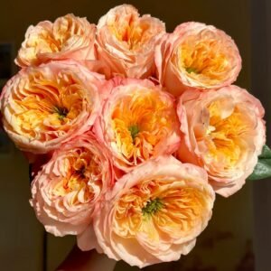 Melon X-Pression Rose