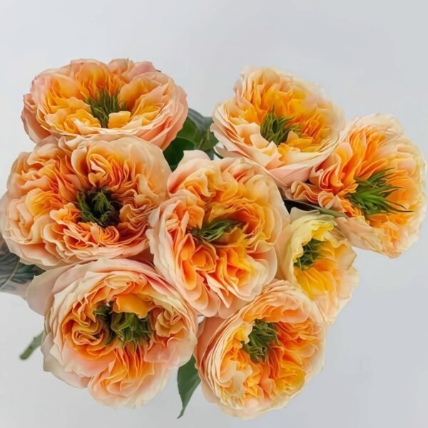 Melon X-Pression Rose