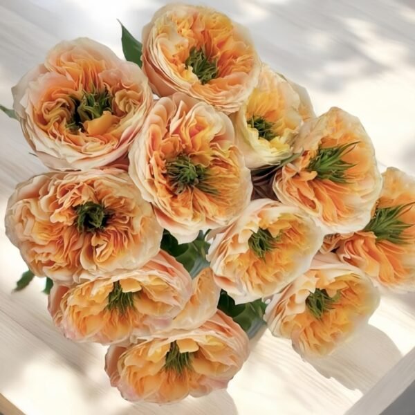 Melon X-Pression Rose