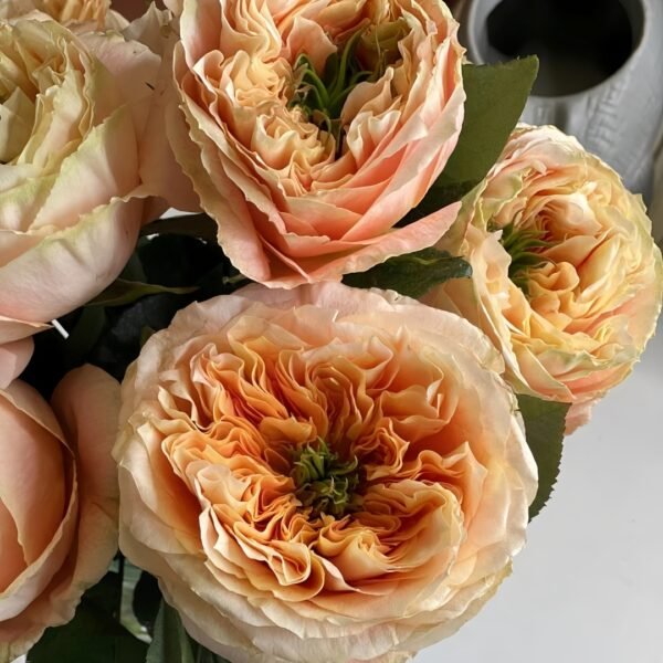 Melon X-Pression Rose