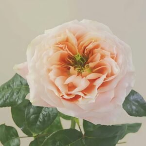 Melon X-Pression Rose Plant|香瓜激情 - 图片 6