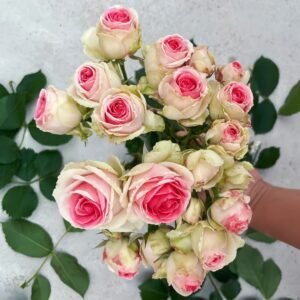 Mimi EdenMeiland Rose