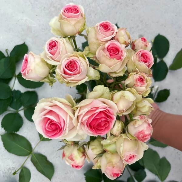 Mimi EdenMeiland Rose01 Mimi EdenMeiland Rose