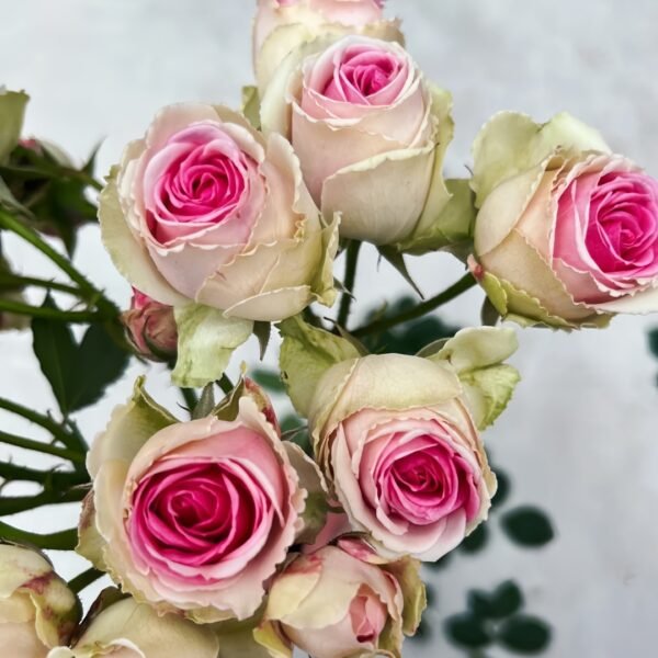 Mimi EdenMeiland Rose