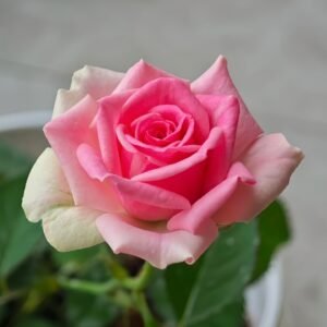 Mimi EdenMeiland Rose