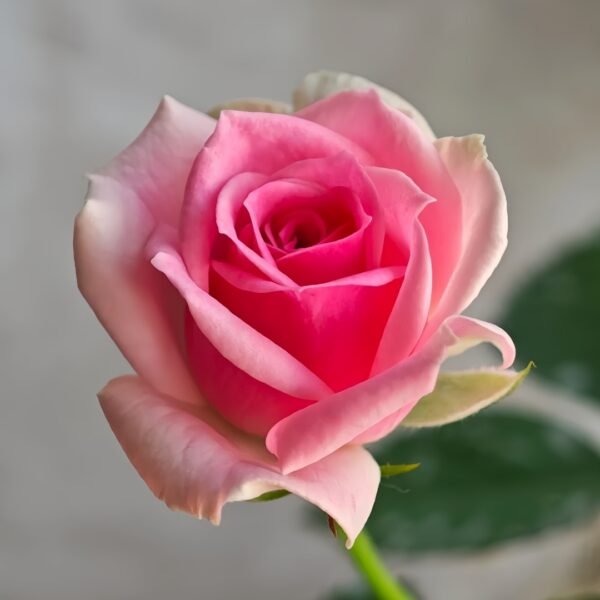 Mimi EdenMeiland Rose