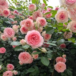 Mimi EdenMeiland Rose