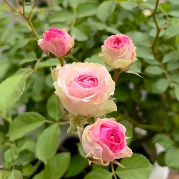 Mimi EdenMeiland Rose