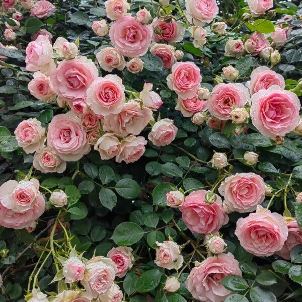 Mimi EdenMeiland Rose